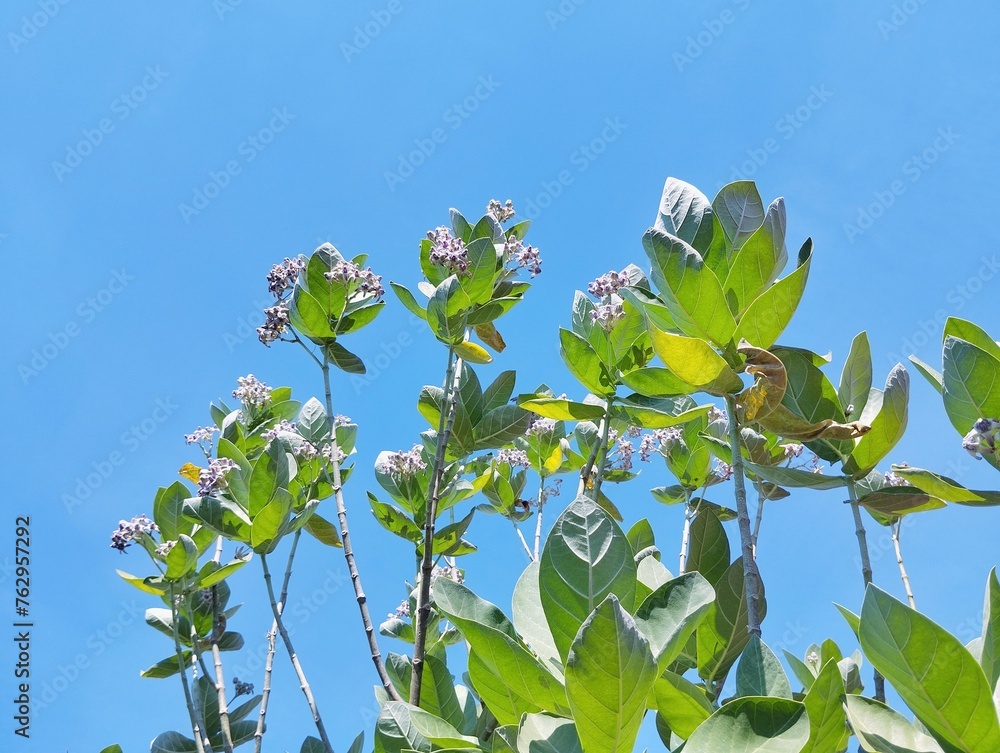 Calotropis gigantea (crown flower) with blue sky background 