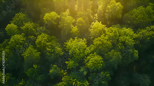 drone shor aerial view green forest foliage summer warm sunlight