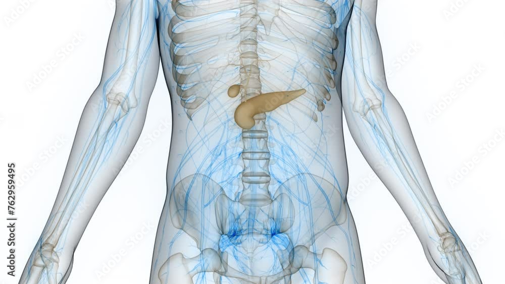 Human Internal Organs Pancreas with Gallbladder Anatomy Animation ...