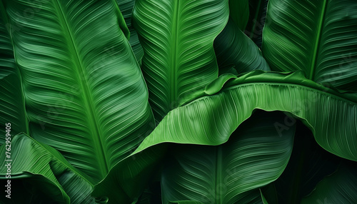 Abstract green leaf texture nature background tropical leaf