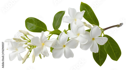 jasmine flower. isolated on white background. © asma
