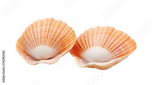Two Seashells on a White Background. On a White or Clear Surface PNG Transparent Background..