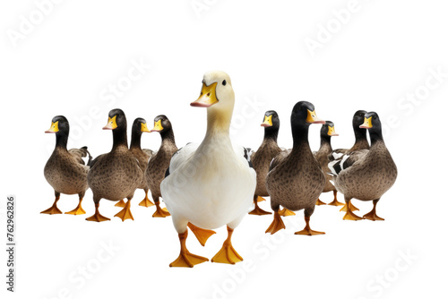 Group of Ducks Standing Together. On a White or Clear Surface PNG Transparent Background..