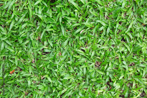 vintage style green fresh. Rain drops on fresh green leaves.Green background with leaves.