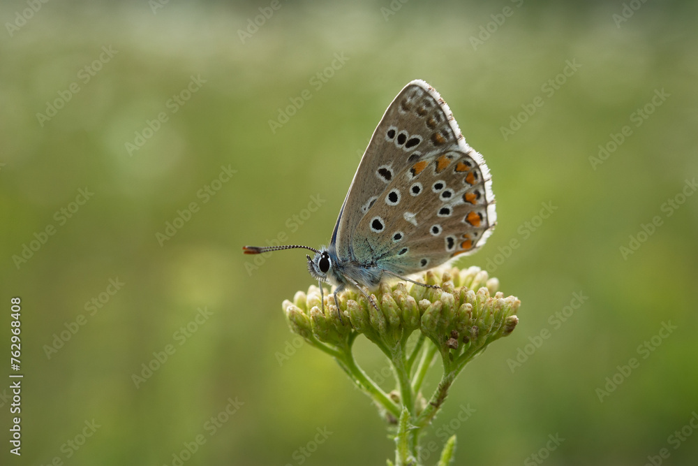 A blue Lycaenidae butterfly in close-up on a wildflower. Polyommatus icarus is a beautiful blue-colored pigeon. A butterfly sits on a blurred green background of grass. Macro photography of wildlife A blue Lycaenidae butterfly in close-up on a wildflower. Polyommatus icarus is a beautiful blue-colored pigeon. A butterfly sits on a blurred green background of grass. Macro photography of wildlife