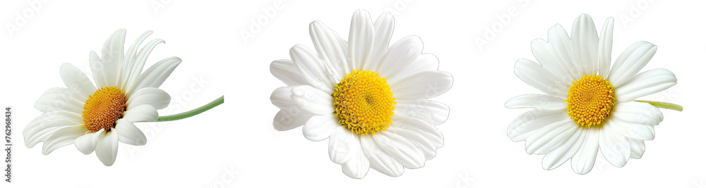 Fototapeta premium Collection of PNG. Daisy flower isolated on a transparent background.