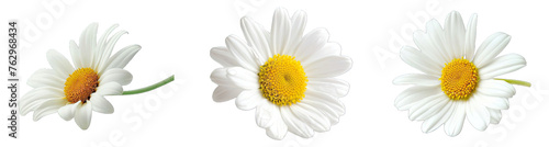 Collection of PNG. Daisy flower isolated on a transparent background.