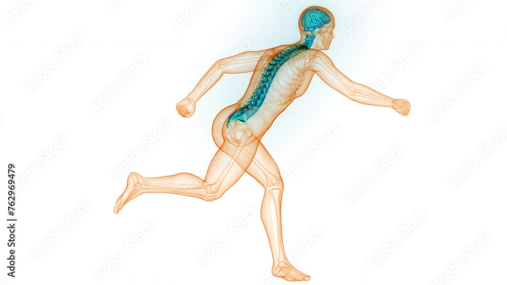 Central Organ Of Human Nervous System Brain Anatomy Animation Concept