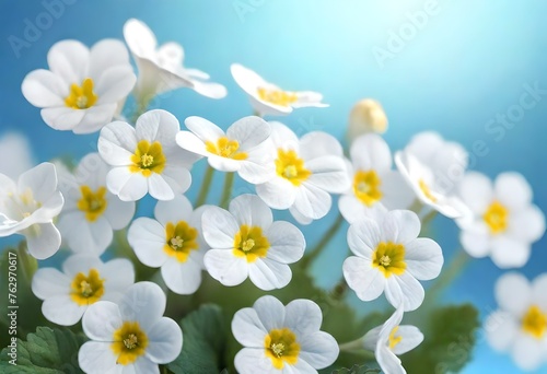 white and yellow flowers © Areeba