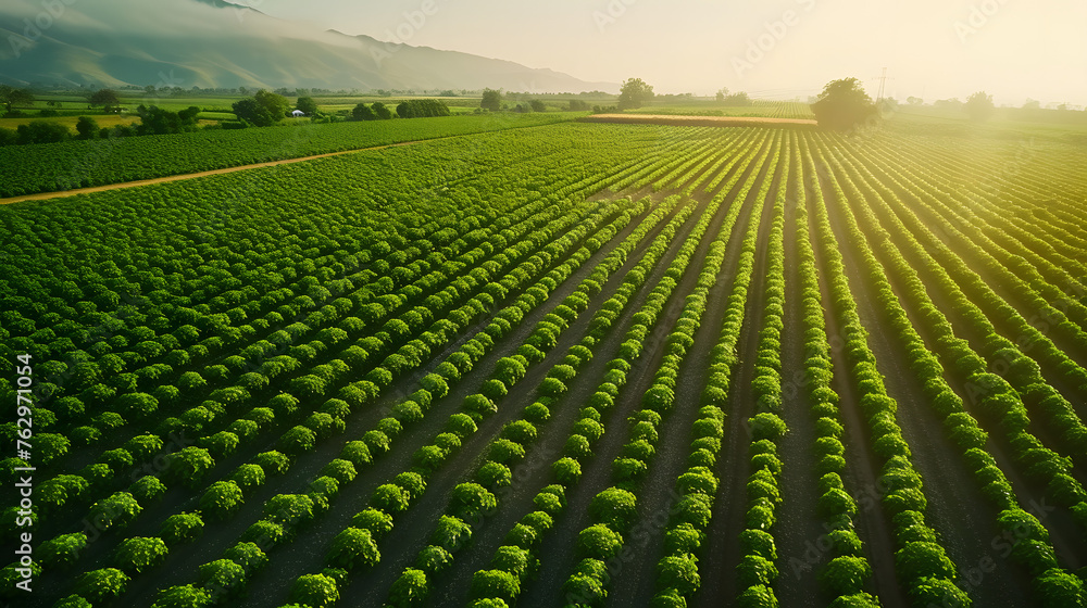 An aerial view of a farm with neatly organized crop rows An aerial view of a farm with neatly organized crop rows