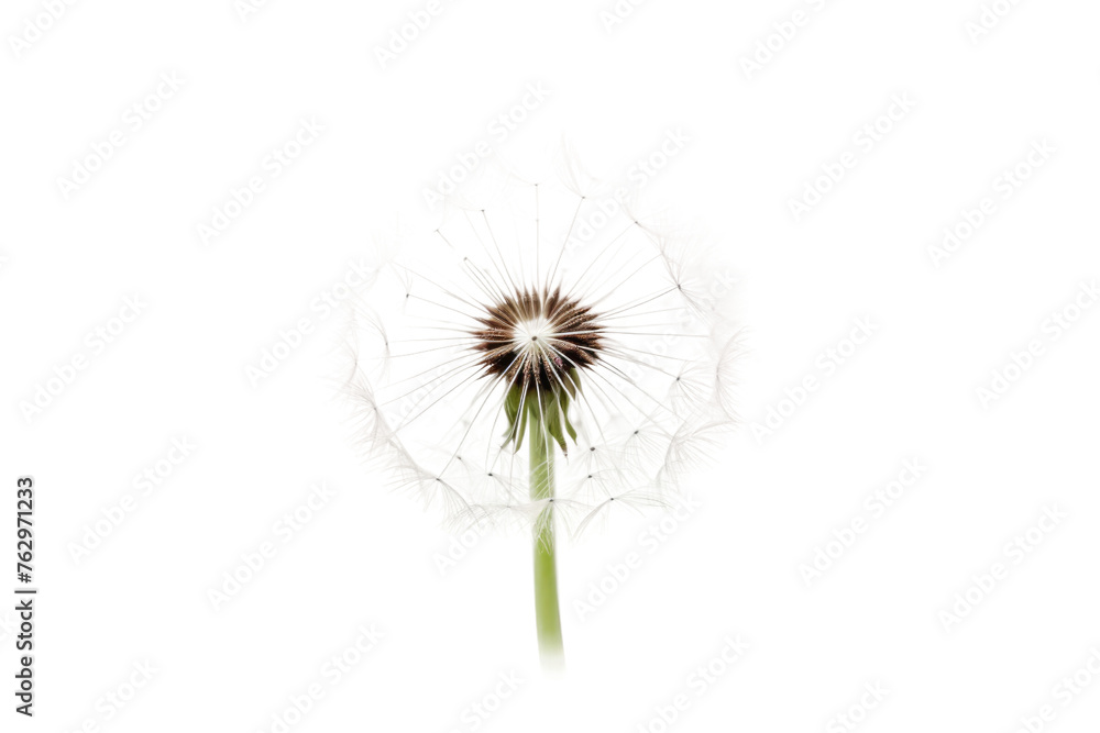 Dandelion Flower on White Background. On a White or Clear Surface PNG Transparent Background..