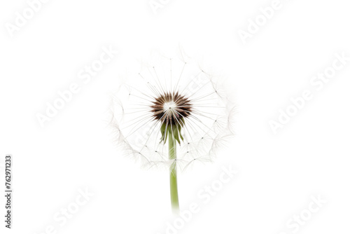 Dandelion Flower on White Background. On a White or Clear Surface PNG Transparent Background..