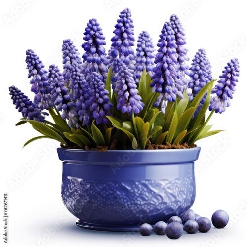 hyacinth in a vase