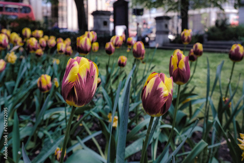 Tulipanes Elegance: A Splash of Spring in the City