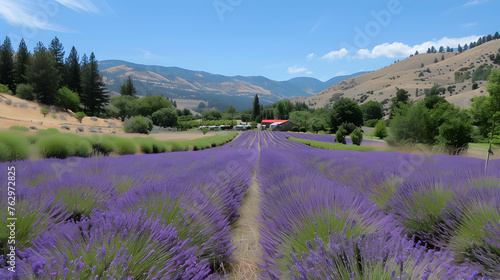 Photograph the calming beauty of a lavender field in full bloom