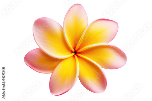 Pink and Yellow Flower on White Background. On a White or Clear Surface PNG Transparent Background..