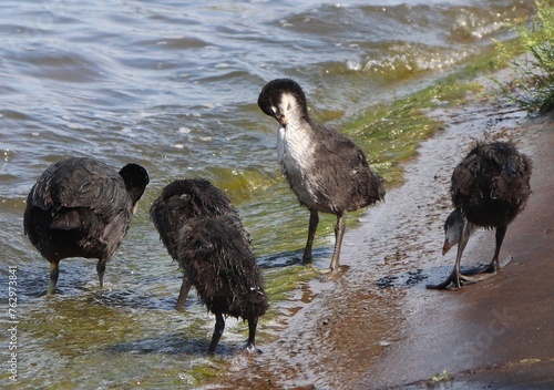 Eurasian coot (common coot, Australian coot, Fulica atra) family walking along shore front. Parent and juvenile aquatic birds prinking. Black adult waterbird with brood of baby chicks unusual behavior photo