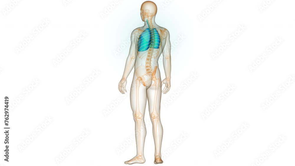 Human Respiratory System Lungs Anatomy Animation Concept Human Respiratory System Lungs Anatomy Animation Concept