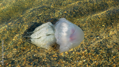 Rhizostoma pulmo barrel jellyfish in the water of Black sea