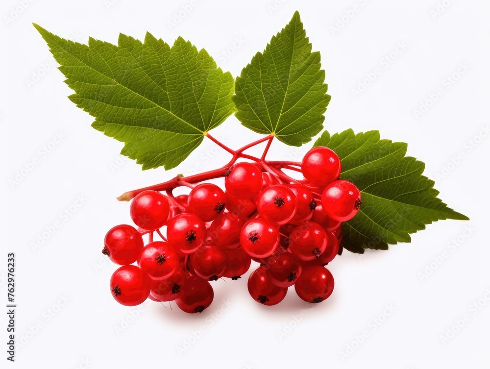 red currant isolated on white background red currant isolated on white background
