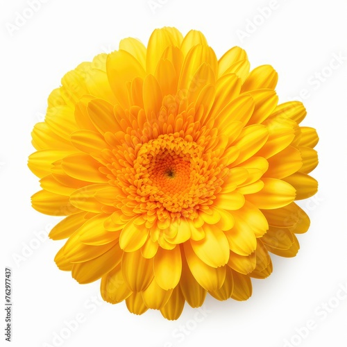 yellow gerber daisy photo