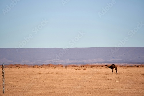 camel in the desert © PhamVan