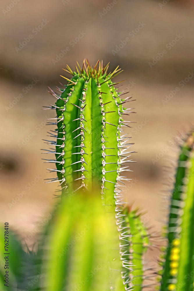 Naklejka premium The cactus in the farm