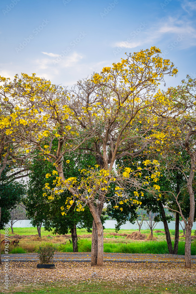 Beautiful blooming Yellow Golden trumpet tree or Tabebuia aurea roadside of the Yellow that are blooming with the park in spring day in the garden and sunset sky background in Thailand.