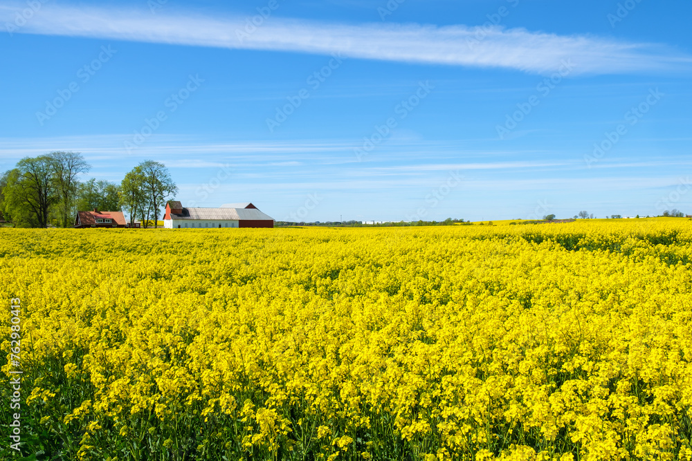 Blooming rapeseed fields in the country and farm buildings