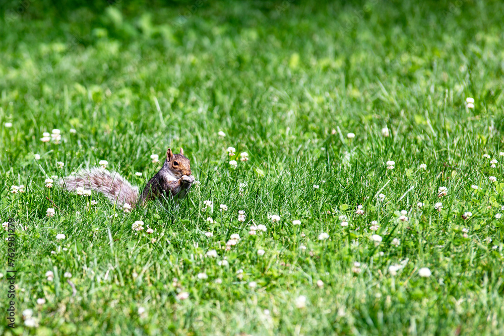 Squirrel enjoying and eating in Central Park which is a public urban park located in the metropolitan district of Manhattan, in the Big Apple in New York City (USA).