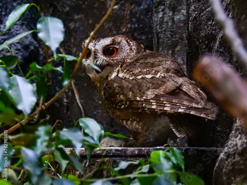 ホッホーと二度鳴きするので普通のフクロウとは違いが判ります「アオバズク」 photo