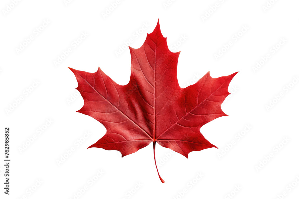 Red Maple Leaf on White Background. On a White or Clear Surface PNG Transparent Background.. Red Maple Leaf on White Background. On a White or Clear Surface PNG Transparent Background..