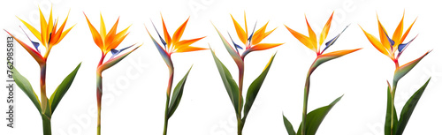 Bird of Paradise Flowers Isolated on a White Background