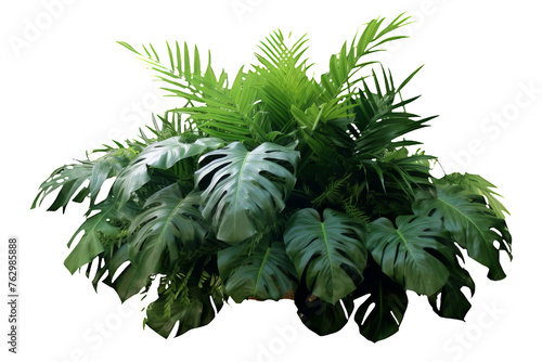 Tropical leaves foliage plant bush floral arrangement nature backdrop isolated on white background  clipping path included.