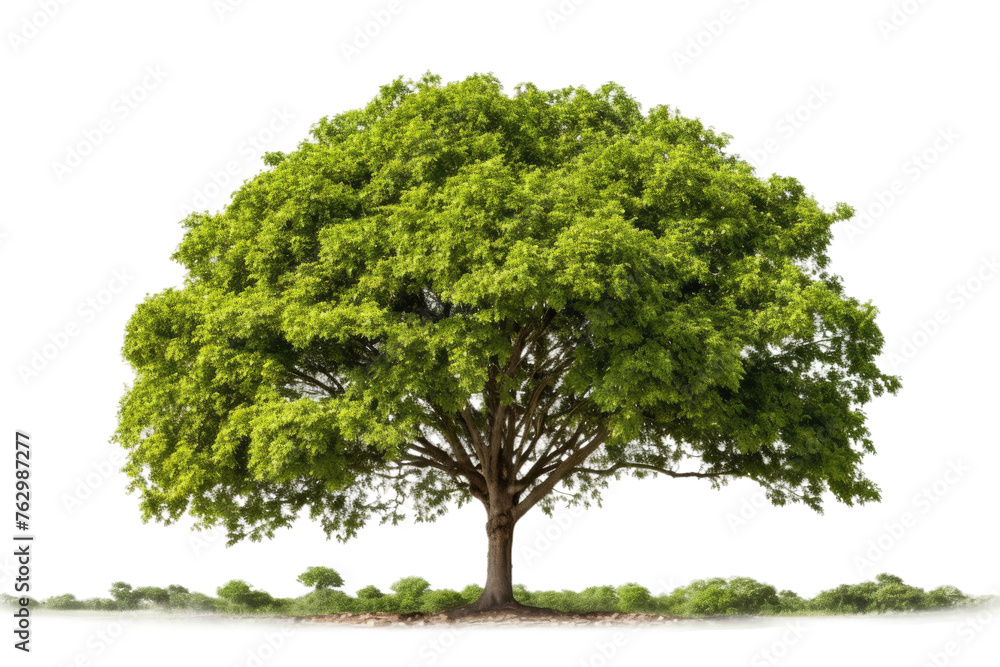 Green Tree Against White Background. On a White or Clear Surface PNG Transparent Background.. Green Tree Against White Background. On a White or Clear Surface PNG Transparent Background..