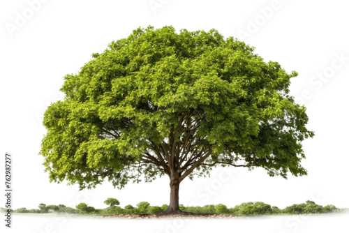 Green Tree Against White Background. On a White or Clear Surface PNG Transparent Background..