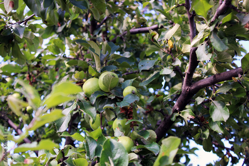 Apples on an apple tree branch. Summer landscape.