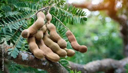 Fresh tamarind fruit on the tree