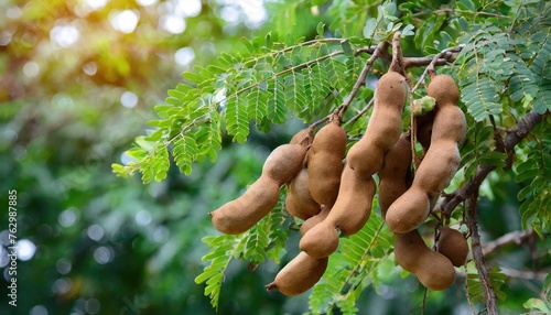 Fresh tamarind fruit on the tree