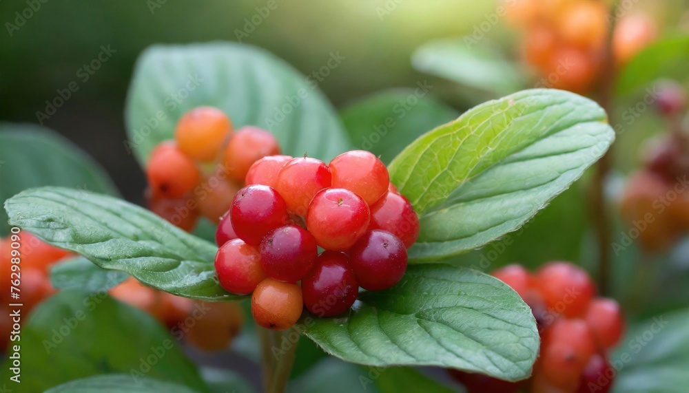Fresh bunchberry in the garden