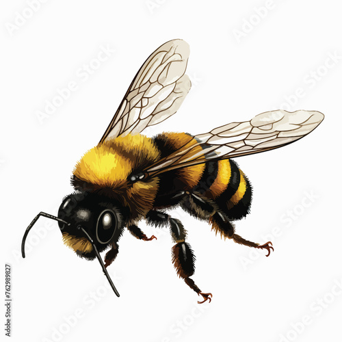 Bumblebee Clipart clipart isolated on white background © Jasmin