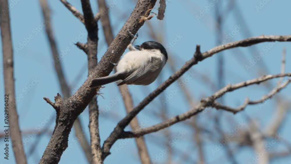 Marsh tit bird foraging pecking tree branch bark in spring Marsh tit bird foraging pecking tree branch bark in spring