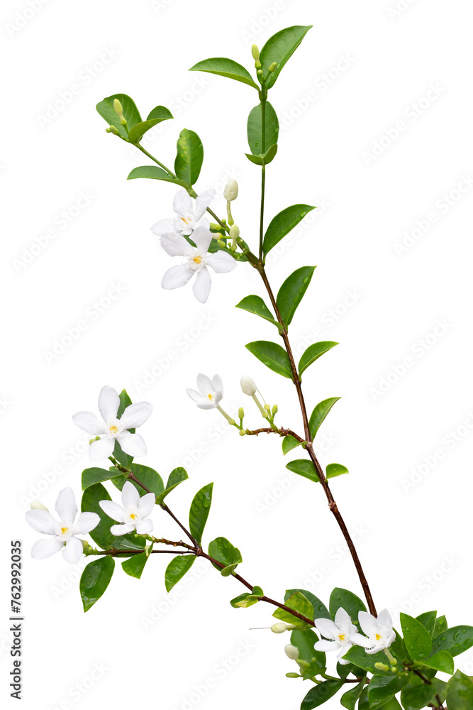 Snowflake, Milky Way, Arctic Snow, Winter Cherry Tree, Sweet Indrajao, Pudpitchaya or wrightia antidysenterica bloom with drops in the garden isolated on white background included clipping path. Snowflake, Milky Way, Arctic Snow, Winter Cherry Tree, Sweet Indrajao, Pudpitchaya or wrightia antidysenterica bloom with drops in the garden isolated on white background included clipping path.