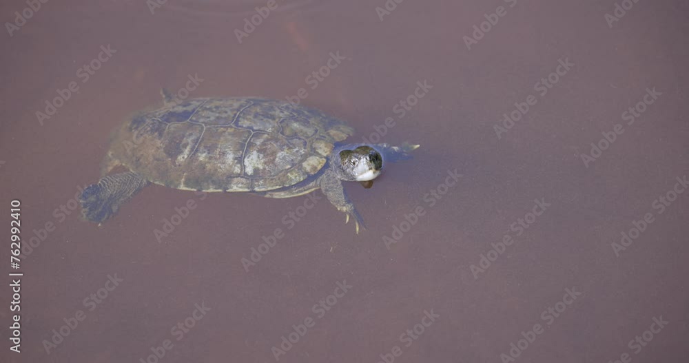 Mud Turtle in water with head above surface in a murky pond in Florida Mud Turtle in water with head above surface in a murky pond in Florida