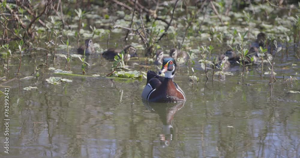 Male Wood Duck swimming with baby ducklings behind through vegetation Male Wood Duck swimming with baby ducklings behind through vegetation