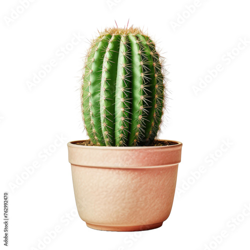 cactus in a pot on a white isolated background