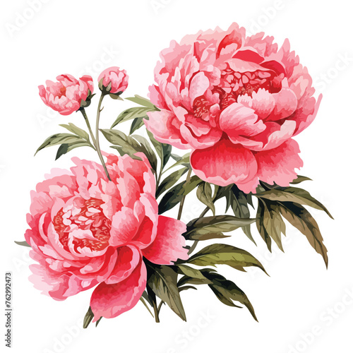 Chinese Peony clipart isolated on white background