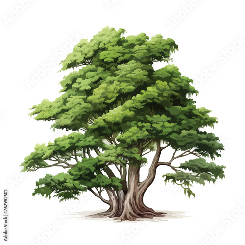 Chinese Thuja clipart isolated on white background 