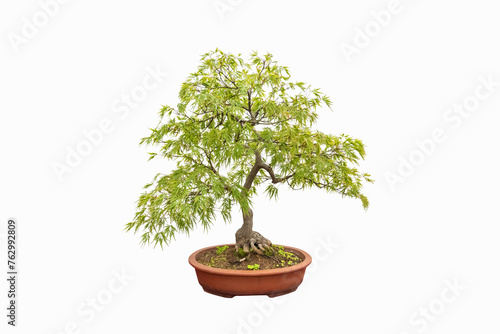 feathered maple tree bonsai © chungking