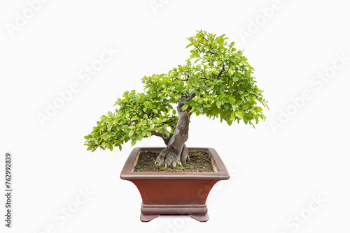 elm bonsai tree isolated © chungking